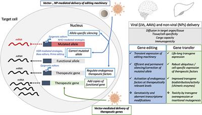 In vivo Gene Therapy to the Liver and Nervous System: Promises and Challenges